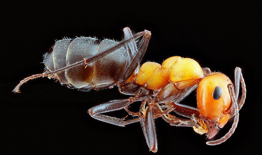 Ant Control service in Port Orange, FL