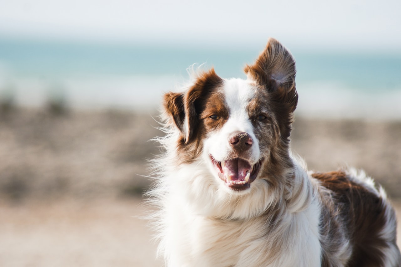 Flea & Tick Control service in Port Orange, FL
