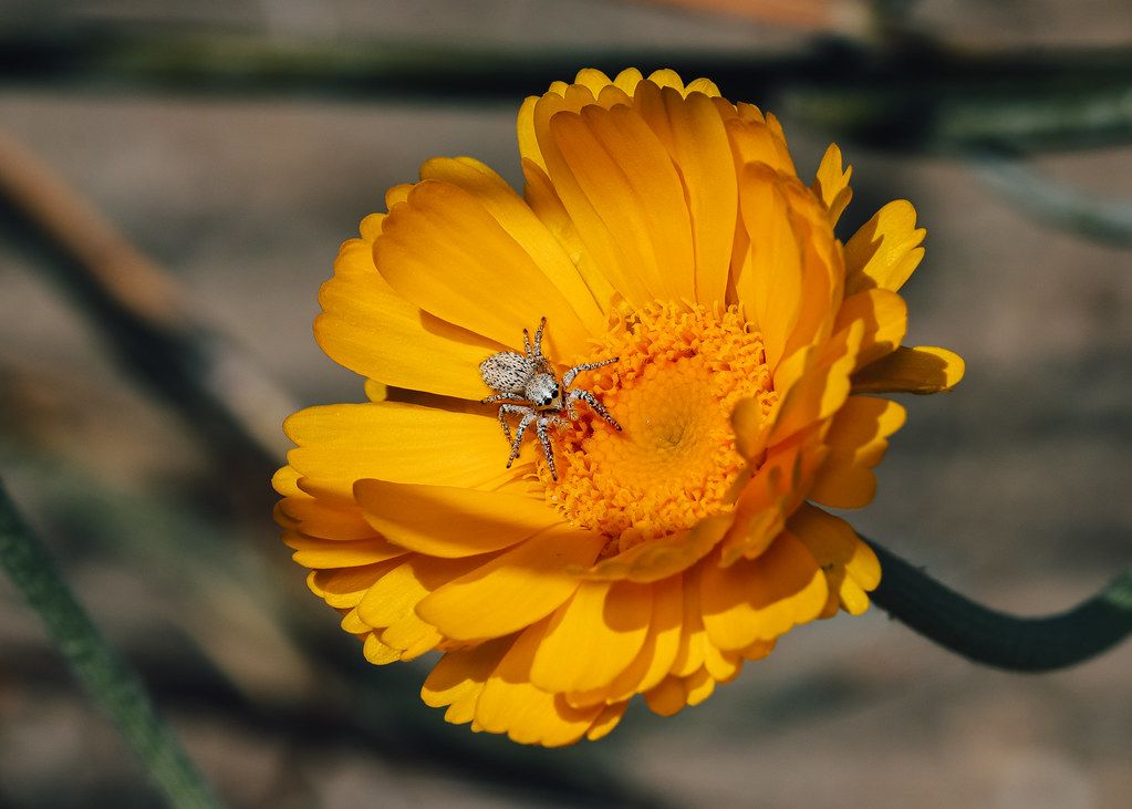 Spider Control service in Port Orange, FL